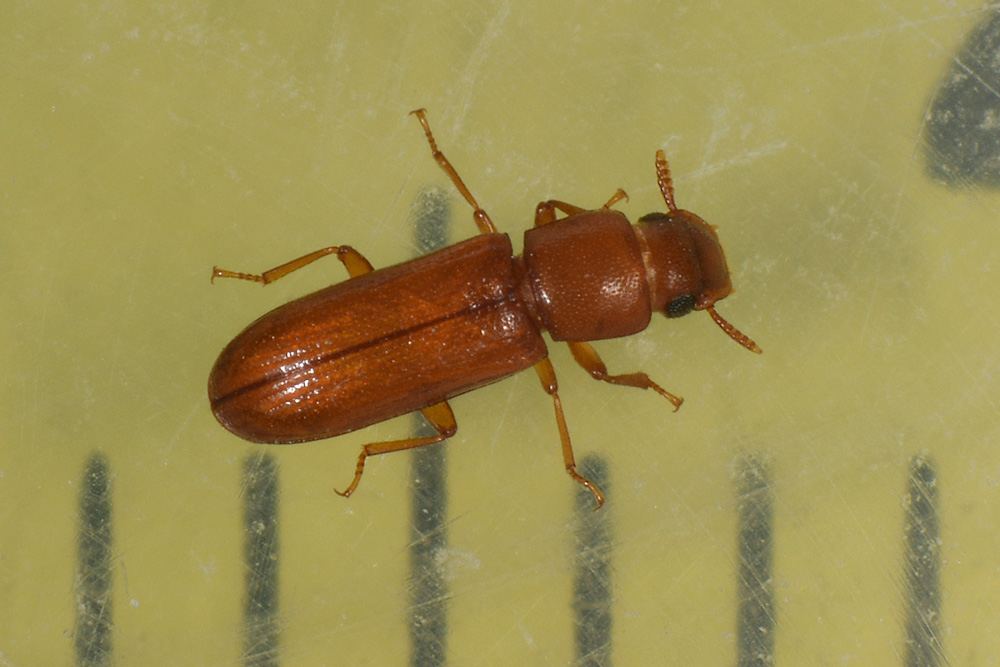 Latheticus oryzae (Tenebrionidae).